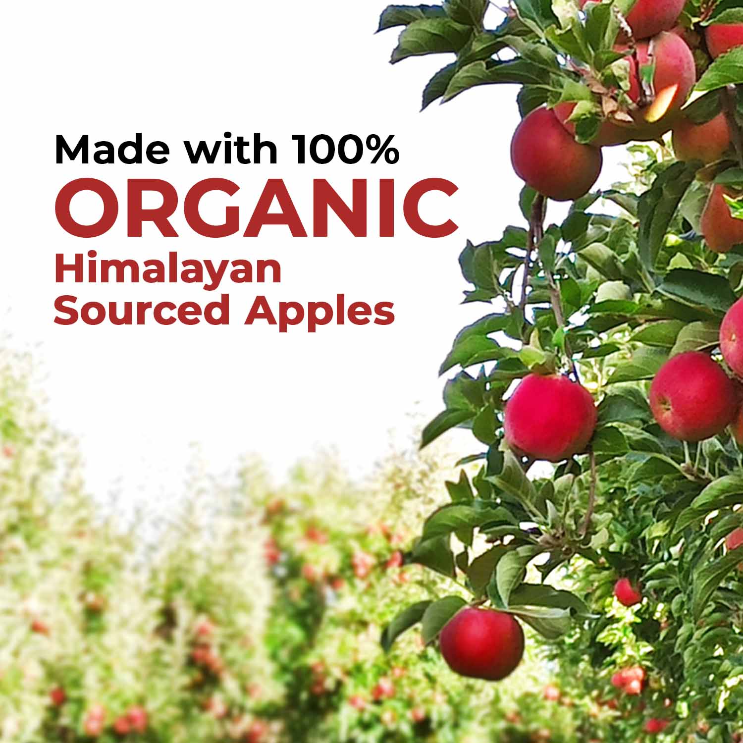 Zandu Organic Apple Cider Vinegar - Image 3